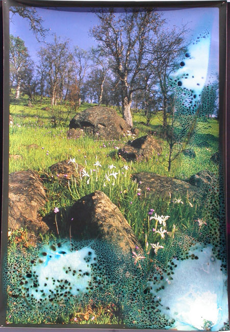 1_Bidwell_wildflower_water