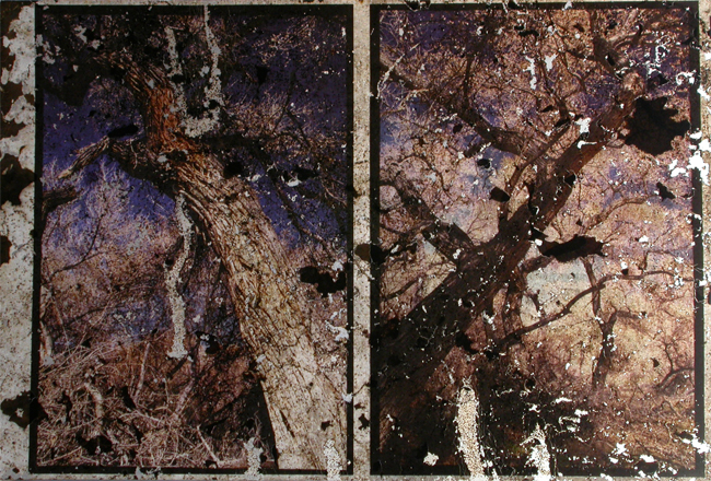2_DV_cottonwood_dirt